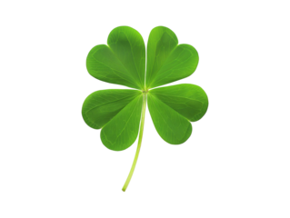 Four leaf clover isolated on transparent or white background