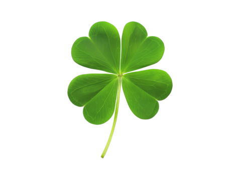 Four leaf clover isolated on transparent or white background