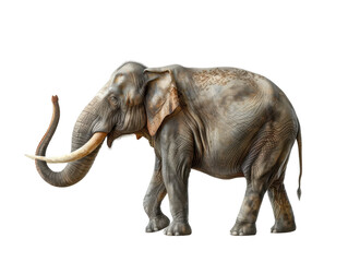 Fototapeta premium A majestic elephant standing gracefully, showcasing its impressive size and unique features, perfect for wildlife themes.