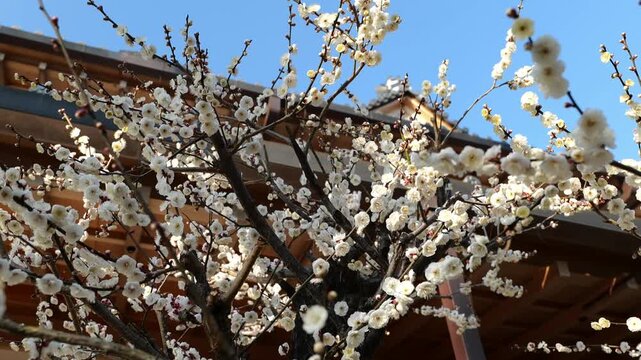 京都, 北野天満宮, 梅花、神社、北野の天神さん、梅花祭