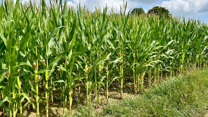 a cornfield with young corncobs