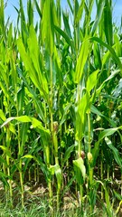 a cornfield with young corncobs