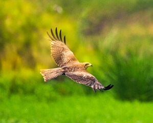 close up of an eagle flying against the background of green plants