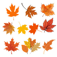 Obraz premium Falling leaves