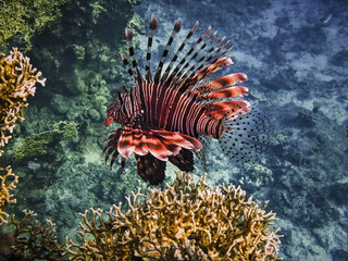 Sea world of Sharm el-Sheikh