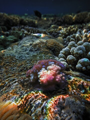 Sea world of Sharm el-Sheikh