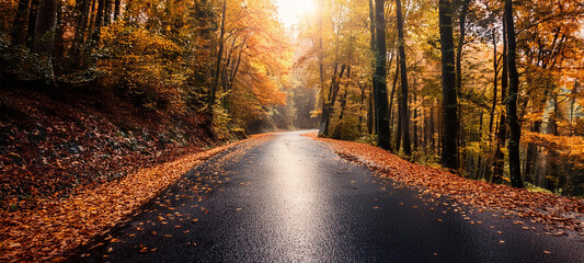 tranquil forest path covered in autumn leaves, with golden light filtering through the trees rain fall