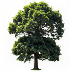 Fototapeta premium tree isolated on transparent png.