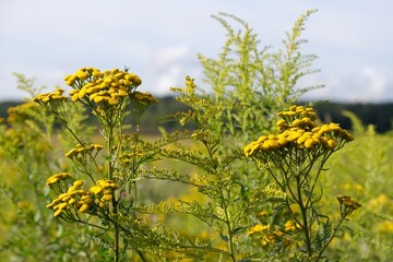 Obraz premium Blooming Tanacetum vulgare (tansy) and Solidago (goldenrods). They are medical plants.