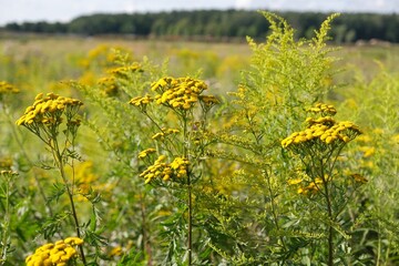 Blooming Tanacetum vulgare (tansy) and Solidago (goldenrods). They are medical plants.