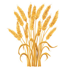 Golden wheat ears growing tall, ready harvest, vector style, isolated white background. Ripe wheat stalks indicate agricultural season, autumn theme, crop production. Detailed illustration suitable