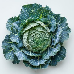 Fototapeta premium a head of cabbage on a white background