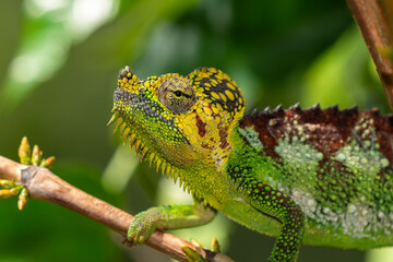 Portrait eines Helmchamäleon Männchen, trioceros hoehnelii