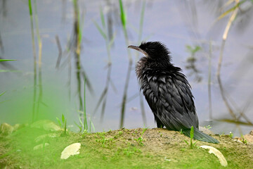 Zwergscharbe // Pygmy cormorant (Microcarbo pygmaeus)