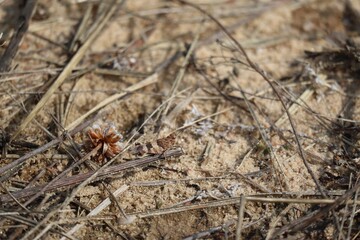 Sunbathing in the Midday heat
