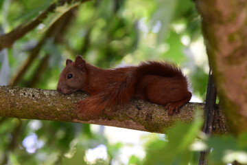 Eichhörnchen