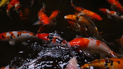 Top view of colorful Koi fishes or Japanese Koi carp swimming in the healthy lake.