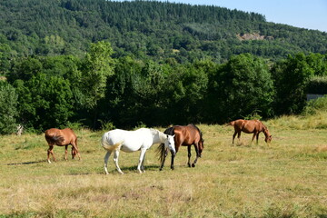 Obraz premium France, Roisey, Loire. Stone village in the mid-mountains with the lowest pollution in France. Pilat Regional Natural Park. Landscape in summer.