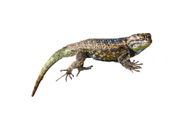 Yellow-backed Spiny Lizard (Sceloporus uniformis) Photo, on a Transparent. Isolated, Copy Space Background