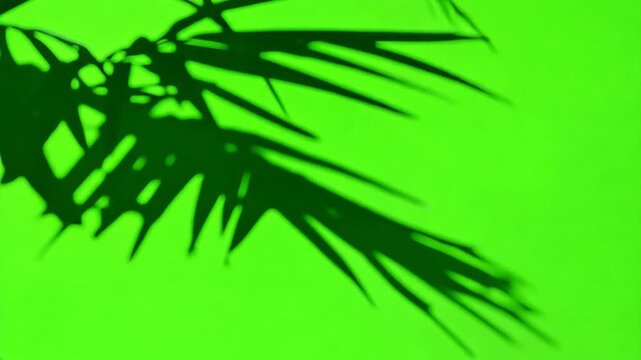 Shadow of palm tree leaves on a green screen background. Chroma key. Tropical exotic plant leaf silhouette on wall.