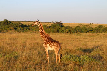 sunrise safari giraffe