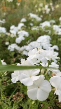 A field of white flowers with a few brown spots. The flowers are in full bloom and are scattered throughout the field. Scene is peaceful and serene, as the flowers are a beautiful and calming sight