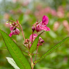 Impatiens glandulifera, gatunek rośliny z rodziny balsamowatych (Balsaminaceae). Polne kwiaty. Nieuzytki rolne.