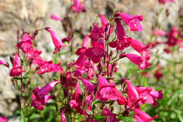 France, Roisey, Loire. Flowers with several colors in summer.