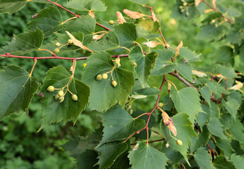 branch of Tilia Mongolica tree in park