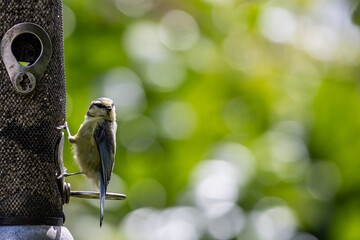 A Blue Tit perched on a garden bird feeder in the summer sunshine, with a shallow depth of field
