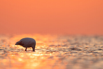 Greater Flamingos feeding during sunrise at Asker coast of Bahrain