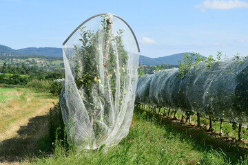 France, Chavanay, Loire. Hail protection for fruit trees.