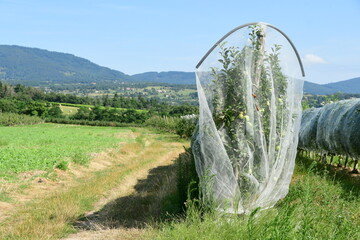 France, Chavanay, Loire. Hail protection for fruit trees.