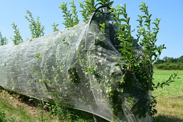 France, Chavanay, Loire. Hail protection for fruit trees.