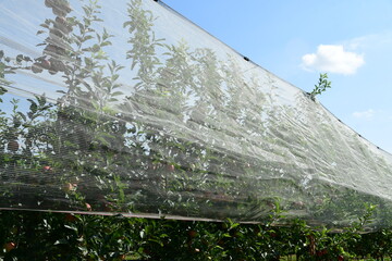 France, Chavanay, Loire. Hail protection for fruit trees.