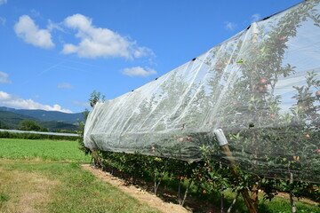 France, Chavanay, Loire. Hail protection for fruit trees.