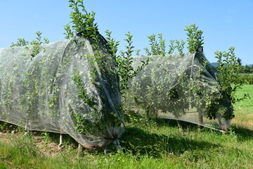 France, Chavanay, Loire. Hail protection for fruit trees.