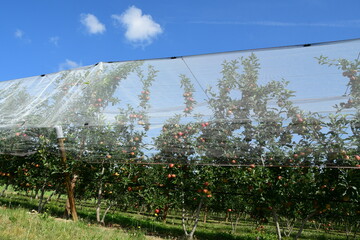 France, Chavanay, Loire. Hail protection for fruit trees.