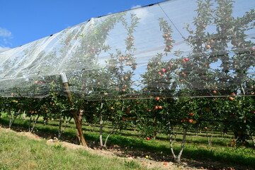 France, Chavanay, Loire. Hail protection for fruit trees.