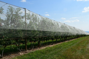 France, Chavanay, Loire. Hail protection for fruit trees.
