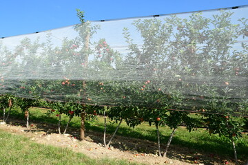 France, Chavanay, Loire. Hail protection for fruit trees.
