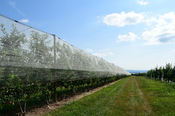 France, Chavanay, Loire. Hail protection for fruit trees.