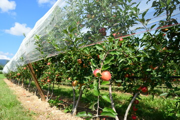 France, Chavanay, Loire. Hail protection for fruit trees.