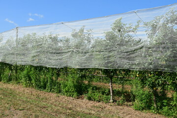 France, Chavanay, Loire. Hail protection for fruit trees.