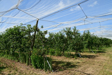 France, Chavanay, Loire. Hail protection for fruit trees.