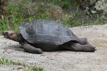 Large tortoise resting on grass, showcasing textured shell and rough skin