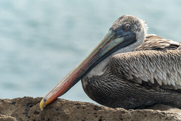 Pelican resting on rocky shore with serene ocean background