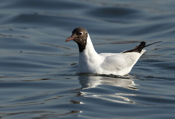 Closeup of a Black-headed gull at Tubli bay, Bahrain