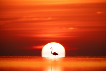 Greater Flamingos and dramatic sun at Asker coast, Bahrain