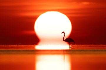 Greater Flamingos, sunrise and dramatic sunrise at Asker coast, Bahrain